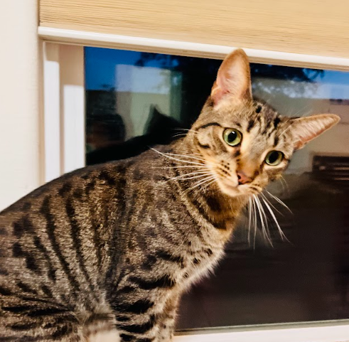 Snuggles The Cat